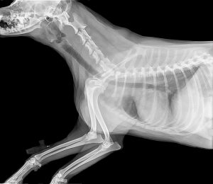 ortopedia veterinaria foggia